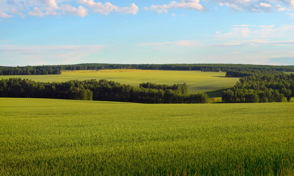 green-fields-and-hills-600